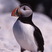 Atlantic Puffin